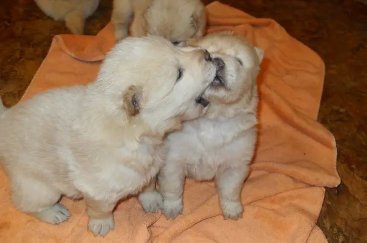 Cute Chow Chow puppies for Sale